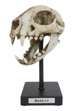 Pacific Giftware Bobcat Skull Replica 12 Pacific Giftware Bobcat Skull Replica -AKUMU INK shop 1prod 13328320821