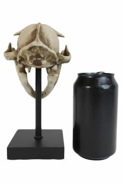 Pacific Giftware Bobcat Skull Replica 13 Pacific Giftware Bobcat Skull Replica -AKUMU INK shop 1prod 13328320921