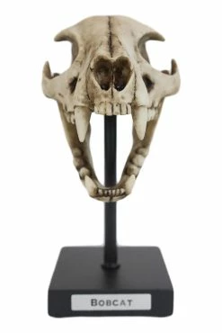Pacific Giftware Bobcat Skull Replica 9 Pacific Giftware Bobcat Skull Replica -AKUMU INK shop 1prod 13328321021