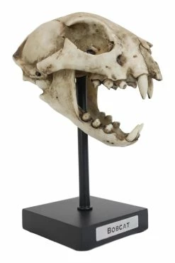 Pacific Giftware Bobcat Skull Replica 10 Pacific Giftware Bobcat Skull Replica -AKUMU INK shop 1prod 13328321121