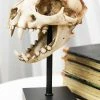 Pacific Giftware Bobcat Skull Replica -AKUMU INK shop 1prod 13328321221
