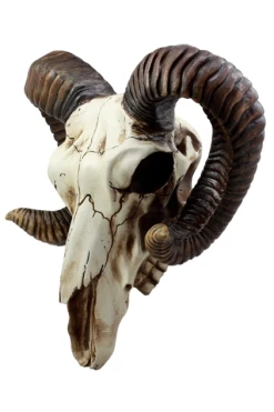 Pacific Giftware Ram Skull -AKUMU INK shop OKK 8f33cd8e 97d0 42f7 b927 20ac0d4228ec