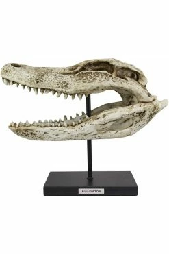 Pacific Giftware Aged Alligator Skull Replica 9 Pacific Giftware Aged Alligator Skull Replica -AKUMU INK shop fdsfsfsdfsdfs