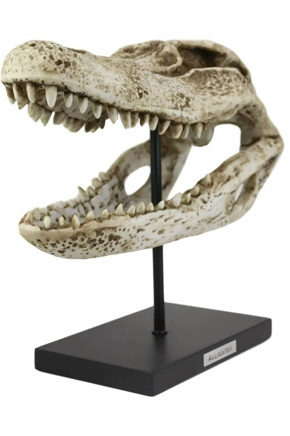 Pacific Giftware Aged Alligator Skull Replica 3 Pacific Giftware Aged Alligator Skull Replica