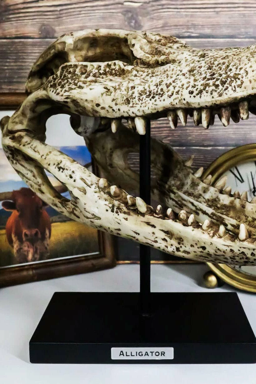Pacific Giftware Aged Alligator Skull Replica 8 Pacific Giftware Aged Alligator Skull Replica - Image 6