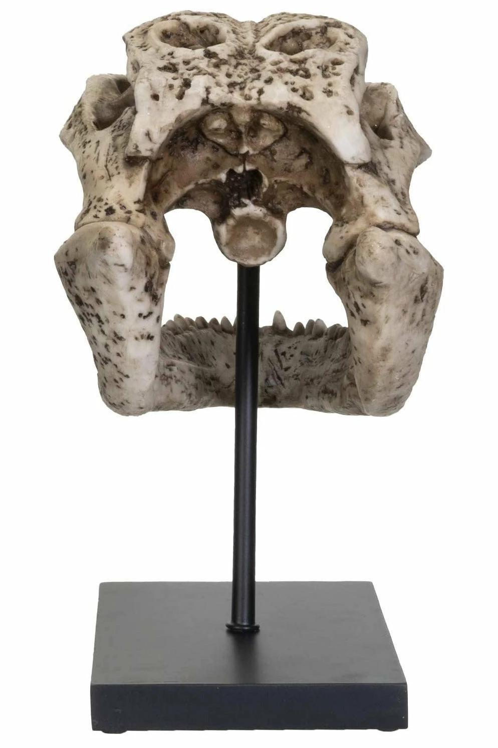 Pacific Giftware Aged Alligator Skull Replica 5 Pacific Giftware Aged Alligator Skull Replica - Image 3
