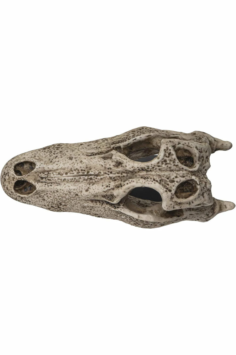 Pacific Giftware Aged Alligator Skull Replica 7 Pacific Giftware Aged Alligator Skull Replica - Image 5