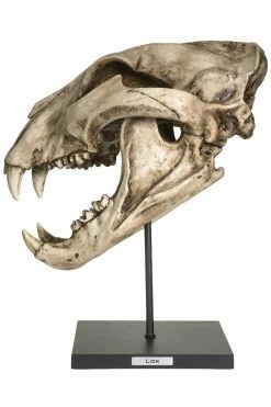 Pacific Giftware Extinct Pantherine Lion Skull Replica -AKUMU INK shop wrwrwrwrwrrefwrewrcopy